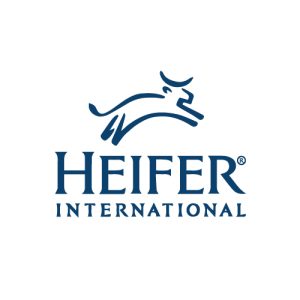 heifer